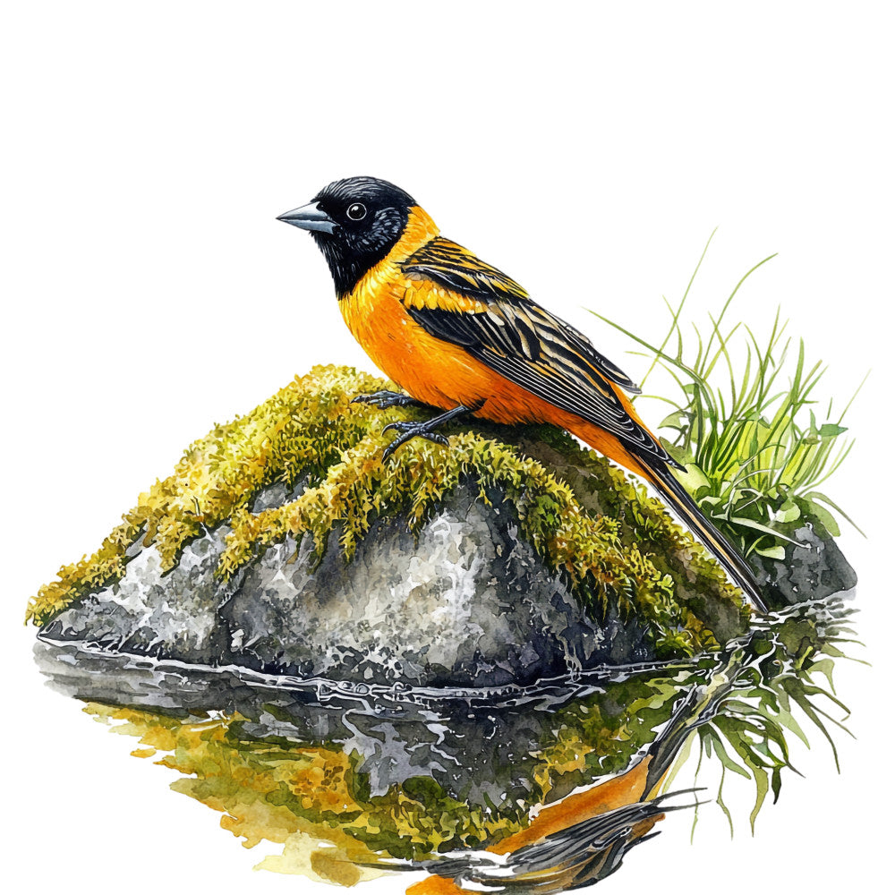 baltimore oriole, bird illustration, orange plumage, black head, moss covered rock, watercolor style, nature scene, wildlife art, fabric panel, quilting cotton, realistic bird, water reflection, green moss, gray stone, botanical elements, grass details, naturalistic painting, songbird design, wetland habitat, artistic rendering