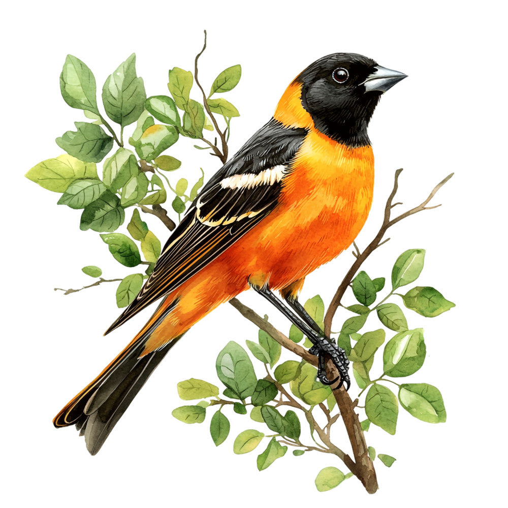 baltimore oriole, bird illustration, orange plumage, black feathers, botanical branches, green leaves, nature scene, wildlife art, fabric panel, quilting cotton, realistic illustration, songbird design, spring theme, perched bird, detailed artwork, vibrant colors, ornithology inspired, craft fabric, sewing panel, naturalist style