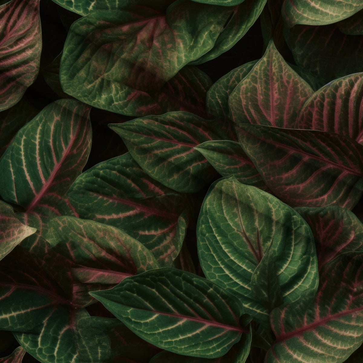 Nature Texture Pattern 5 Minky Fabric