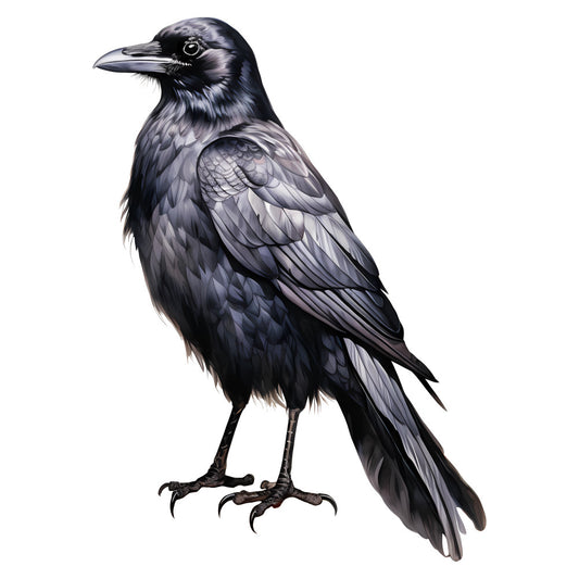 black bird, charcoal gray, dark gray, monochrome, grayscale, ornithology, wildlife, nature, realistic, detailed illustration, bird study, scientific illustration, elegant, sophisticated, raven, crow, perched bird, animal portrait, naturalistic, gothic, dark academia, educational, specimen illustration, avian, ornamental, vintage natural history, museum quality, detailed feathers, lifelike rendering