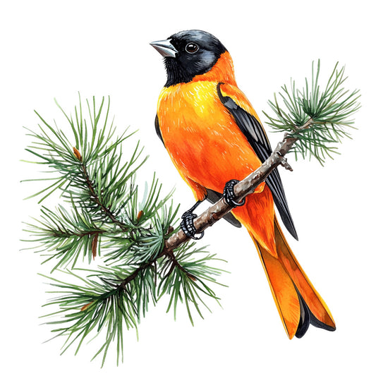 baltimore oriole, bird fabric panel, orange plumage, black head, evergreen branches, pine needles, nature illustration, wildlife art, songbird design, cotton panel, quilting fabric, realistic bird art, spring theme, woodland scene, ornithology motif, fabric square, sewing project, craft panel, bird watching, natural colors