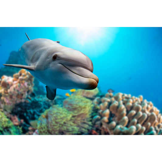 dolphin, ocean, underwater, marine life, aquatic, sea creature, tropical, coral reef, turquoise, aqua blue, ocean blue, cyan, white, gray, yellow fish, reef fish, nautical, coastal, beach, ocean theme, wildlife, sea animals, summer, water, tropical fish, nature, scenic, photographic, realistic, ocean life