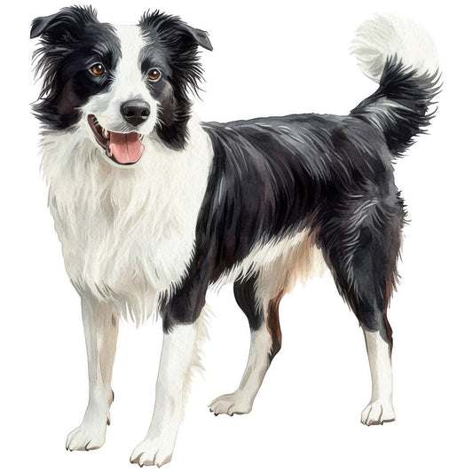 watercolor, border collie, dog, black and white, brown accents, pink tongue, amber eyes, realistic portrait, pet illustration, animal art, fabric panel, quilting cotton, crafting material, canine design, fluffy fur, medium sized dog, herding breed, friendly expression, artistic rendering, detailed painting