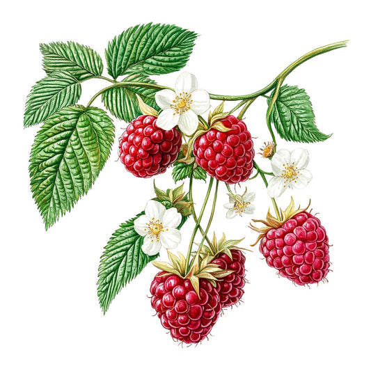 Raspberry Gardens Fabric Panel 8