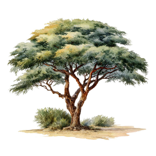 acacia tree, african tree, botanical, desert landscape, earth tones, natural, nature, sand, sage green, taupe, tan, tree, woodland, landscape, rustic, elegant, safari, savanna, botanical illustration, watercolor, cream, beige, khaki, muted tones, peaceful, serene, outdoor, garden, wall hanging, home decor