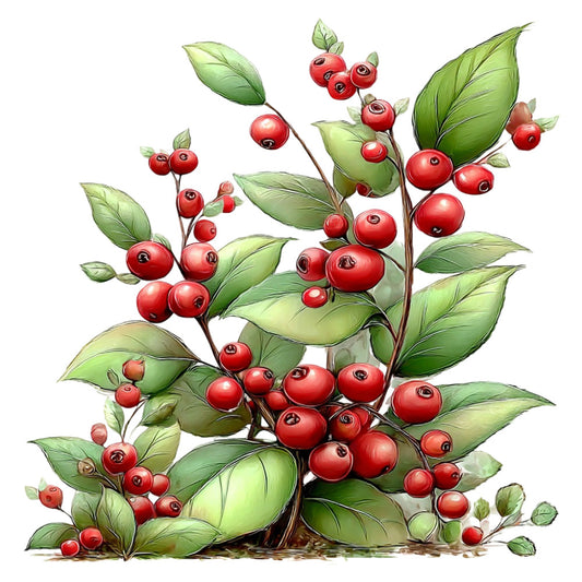 red berries, green leaves, botanical, nature, fall, autumn, winter, berry branches, fruit, garden, natural, rustic, traditional, whimsical, illustrated, detailed, leaf motifs, berry clusters, cream background, festive, harvest, woodland, organic, elegant, vintage botanical, decorative panel, home decor, christmas, seasonal