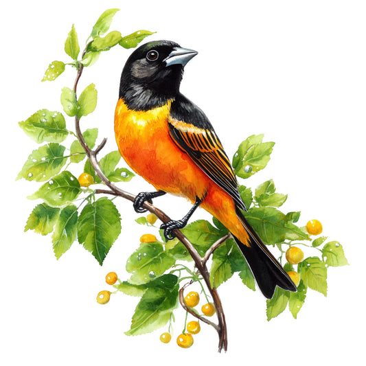 baltimore oriole, bird illustration, orange breast, black head, black wings, vibrant orange, deep black, green leaves, yellow berries, botanical branch, watercolor style, nature scene, songbird, wildlife art, fabric panel, quilting cotton, spring theme, perched bird, realistic illustration, bright colors