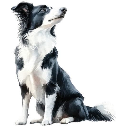 watercolor, border collie, dog, pet, black and white, gray, cream, sitting pose, looking up, soft brushstrokes, painterly style, animal portrait, fabric panel, quilting cotton, canine, furry texture, gentle expression, artistic rendering, pet lover, dog breed