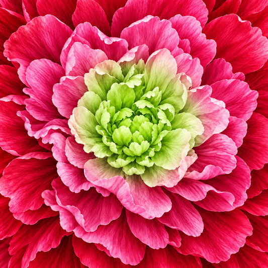 hot pink, coral pink, magenta, fuchsia, lime green, chartreuse, pale pink, blush pink, cream, floral, dahlia, flower, botanical, nature, elegant, romantic, vibrant, layered petals, garden, spring, summer, large scale, close-up, detailed, three-dimensional, multi-layered, artistic, realistic, decorative, home decor