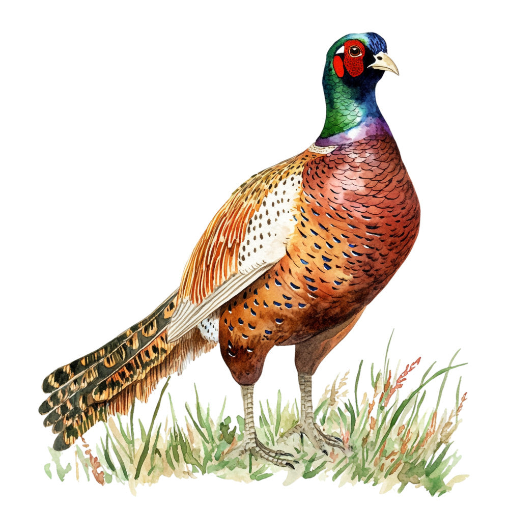 pheasant, bird, watercolor illustration, green head, red face, brown feathers, orange plumage, white breast, long tail, grass, nature scene, wildlife, country theme, fabric panel, quilting cotton, realistic art, earth tones, copper colors, emerald green, rustic charm