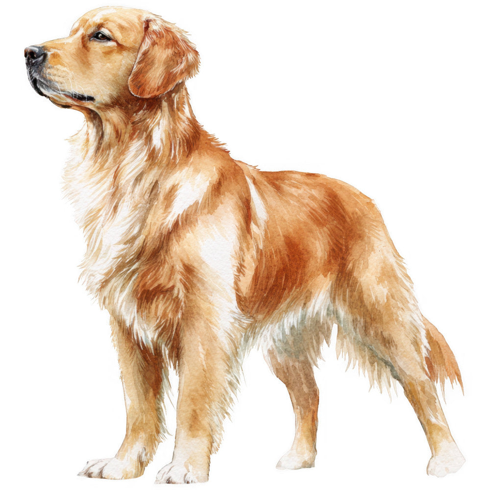golden retriever, dog portrait, realistic dog, pet lover, animal theme, dogs, sporting dogs, retriever breed, cream, golden, tan, brown, rust, white, light brown, portrait style, realistic illustration, animal illustration, nature theme, pet themed, dog lover gift, animal motif, standing dog, side profile, elegant style, traditional art style, home decor, wall art, pet memorial