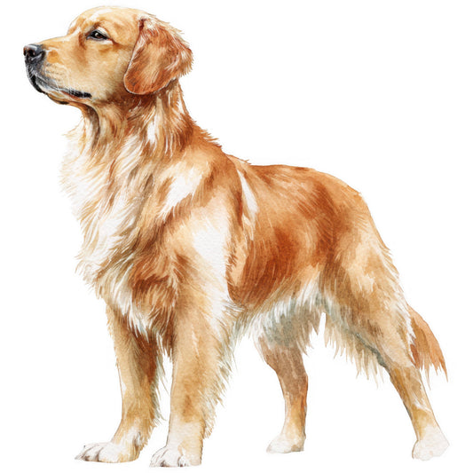 golden retriever, dog portrait, realistic dog, pet lover, animal theme, dogs, sporting dogs, retriever breed, cream, golden, tan, brown, rust, white, light brown, portrait style, realistic illustration, animal illustration, nature theme, pet themed, dog lover gift, animal motif, standing dog, side profile, elegant style, traditional art style, home decor, wall art, pet memorial