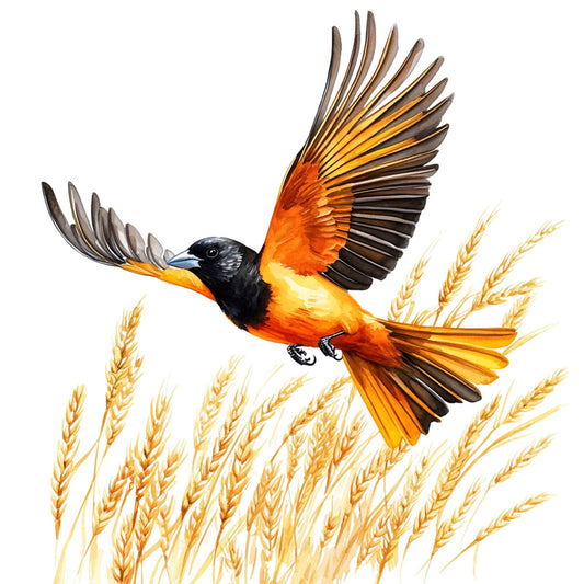 orange, black, yellow, golden, wheat, bird, baltimore oriole, flying, wings spread, nature, wildlife, grain field, harvest, autumn, fabric panel, quilting cotton, realistic illustration, songbird, orange breast, black head