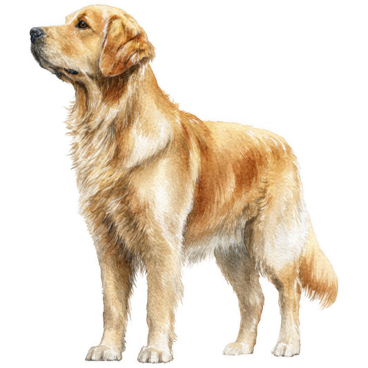 golden retriever, yellow labrador, dog portrait, cream, tan, gold, light brown, honey, beige, animals, dogs, pets, realistic, traditional, wildlife, portrait style, sporting dogs, gun dogs, working dogs, loyalty, companionship, farmhouse, country, rustic, detailed illustration, dog lovers, puppy, canine, noble pose, dignified