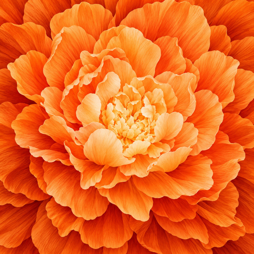 coral orange, burnt orange, peach, orange flower, floral, dahlia, peony, botanical, nature, spring, summer, bloom, blossom, elegant, romantic, garden, layered petals, vibrant, warm tones, orange gradient, ombre, close-up flower, detailed floral, traditional, botanical print, centerpiece, wall hanging, home decor, artistic floral