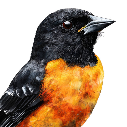 fabric panel, baltimore oriole, bird illustration, black plumage, orange breast, detailed artwork, realistic style, wildlife design, cotton panel, quilting fabric, ornithology, songbird, nature theme, vibrant orange, deep black, white accents, brown eye, painted style, decorative panel, craft fabric