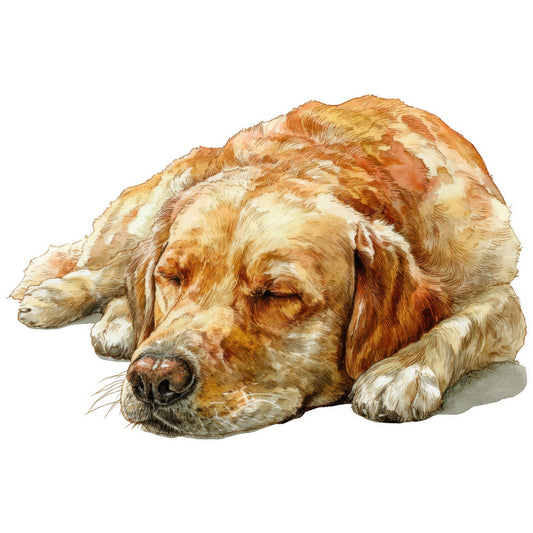 golden retriever, dog portrait, sleeping dog, resting dog, pet illustration, cream, tan, golden brown, rust brown, warm brown, animal, dogs, pets, realistic, detailed, illustration style, animal lover, dog lover, pet themed, farmhouse, traditional, gentle, peaceful, serene, lifelike, artistic, portrait style, home decor, wall art