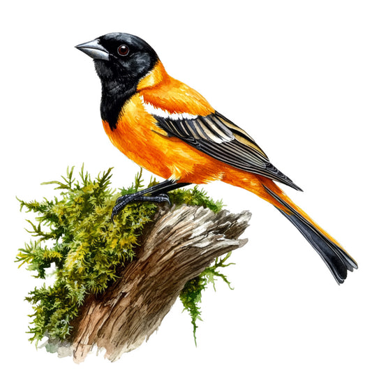 orange, black, white, gray, green, brown, baltimore oriole, songbird, perched bird, moss covered branch, nature scene, wildlife illustration, realistic artwork, bird watching, spring theme, fabric panel, quilting cotton, botanical elements, detailed feathers, natural colors