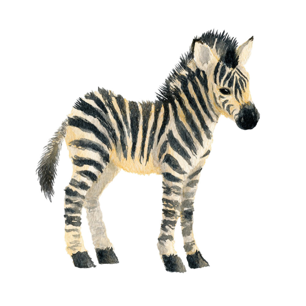 zebra, animal print, striped, black and white, cream, tan, beige, safari, wildlife, nature, African animals, equine, young animal, foal, baby zebra, whimsical, children's fabric, nursery, playful, realistic illustration, watercolor style, farmhouse, educational, natural history, zoo animals, kids quilt, neutral colors, black stripes, detailed artwork
