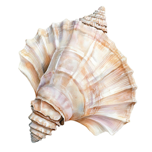 Watercolor Sea Shells Fabric Panel 7 showing a detailed, soft-toned watercolor painting of a sea shell on premium quilting cotton.