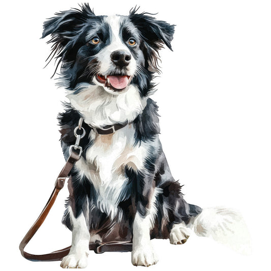 watercolor, border collie, dog portrait, black and white, brown leather, sitting pose, realistic animal, pet illustration, fabric panel, quilting cotton, painted style, fluffy fur, amber eyes, pink tongue, collar and leash, white background, soft brushstrokes, canine art, sitting dog, realistic rendering