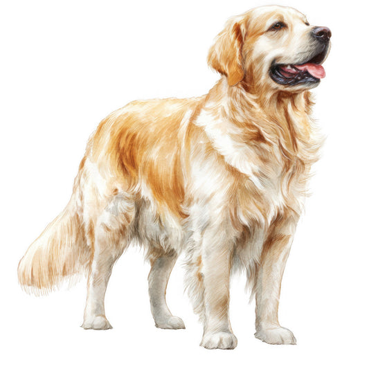 golden retriever, cream white, tan, light brown, dog portrait, retriever, hunting dog, sporting dog, animal lovers, pet lovers, dogs, realistic illustration, nature themed, wildlife, farmhouse style, country style, rustic charm, traditional style, man's best friend, companion animals, dog breed, purebred, happy dog, smiling dog, home decor, wall art, pet themed, animal illustration