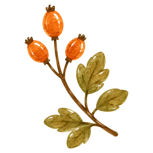 burnt orange, sage green, olive green, botanical, floral, nature, wildflower, seed pods, poppy pods, autumn, fall, harvest, rustic, botanical illustration, vintage, traditional, natural, earthy, organic, botanical art, botanical print, wildflower design, garden, herbal, medicinal plants, botanical specimen, naturalistic, watercolor, hand-painted style, cottage core