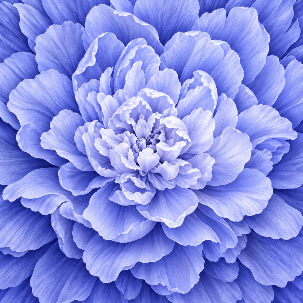 periwinkle, lavender, light blue, pale blue, purple, white, monochromatic, floral, peony, dahlia, bloom, botanical, nature, elegant, romantic, vintage, soft, delicate, garden, flower, layered petals, dimensional, textured, spring, summer, home decor, wall art, traditional, feminine, timeless