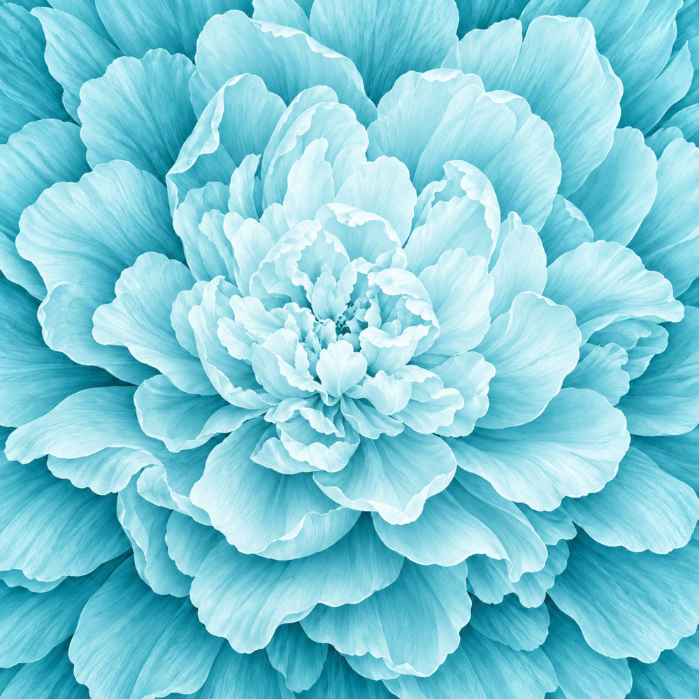 turquoise, aqua blue, light blue, pale blue, cyan, sky blue, white, ombre, floral, peony, flower, botanical, nature, elegant, romantic, feminine, delicate, spring, summer, garden, bloom, layered petals, soft, dreamy, modern, peaceful, calming, decorative, wall art, home decor