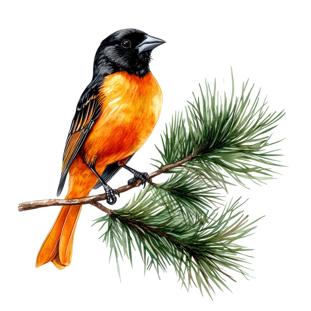 baltimore oriole, bird illustration, orange plumage, black head, pine branch, evergreen needles, wildlife art, nature design, fabric panel, quilting cotton, botanical elements, songbird, realistic watercolor, orange and black, forest green, brown branch, avian theme, outdoor motif, detailed illustration, naturalist style