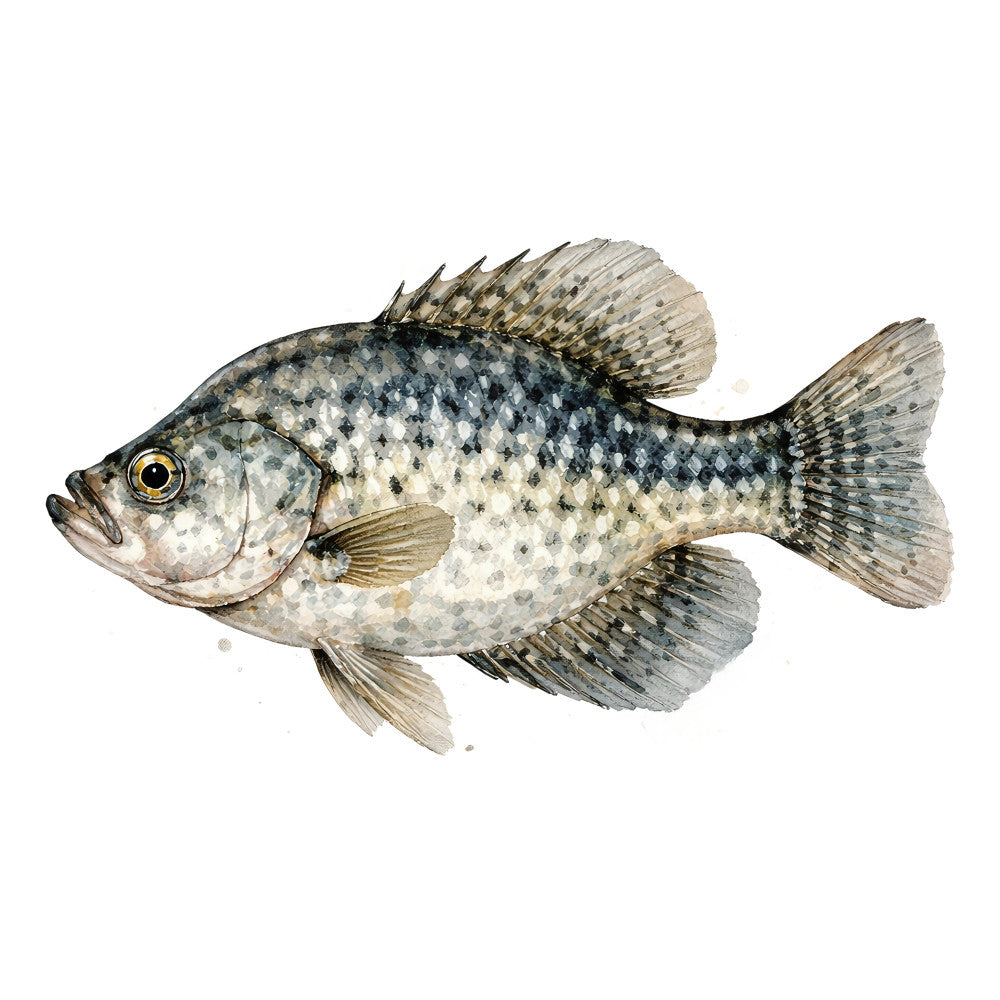fish, realistic fish, wildlife, nature, ocean, aquatic, nautical, coastal, specimen illustration, scientific illustration, detailed scales, cream, ivory, tan, beige, gray, charcoal, black, yellow eye, speckled, spotted pattern, realistic art, naturalistic, traditional, educational, vintage science, fish species, animal portrait, detailed illustration, summer