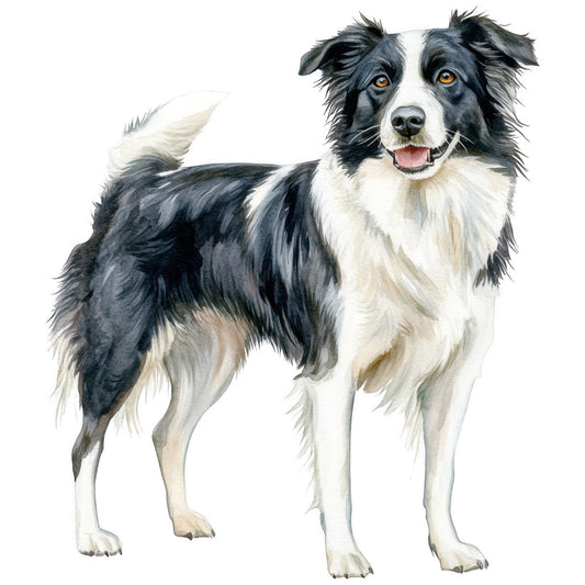 watercolor, border collie, dog, black and white, amber eyes, realistic portrait, pet illustration, fabric panel, quilting cotton, animal design, canine art, soft painting style, detailed fur texture, standing pose, tongue out, happy expression, medium hair coat, pastoral theme