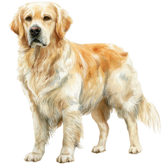 golden retriever, dog portrait, cream, tan, light brown, honey, beige, white, realistic, animal lovers, pets, dog breeds, sporting dogs, family friendly, nature themed, traditional, elegant, detailed illustration, animal illustration, dog lovers, farmhouse, country style, gentle, watchdog, loyal companion, decorative panel, home decor, gift fabric