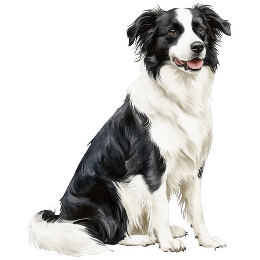 watercolor, border collie, dog, pet, black and white, sitting pose, realistic, detailed illustration, fabric panel, quilting cotton, animal portrait, canine, medium hair coat, brown eyes, pink tongue, white background, pet themed, dog lover, crafting material, sewing panel